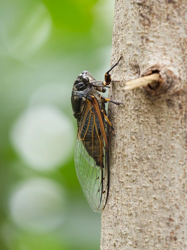 Gambar seekor tonggeret atau cicadidae yang sedang hinggap di batang pohon