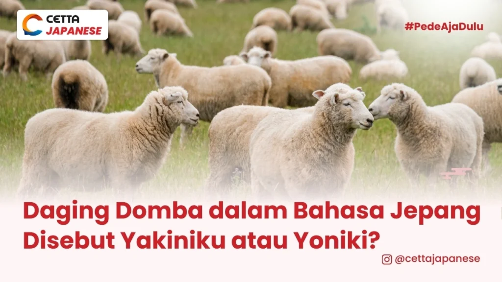 gambar domba di padang rumput hijau