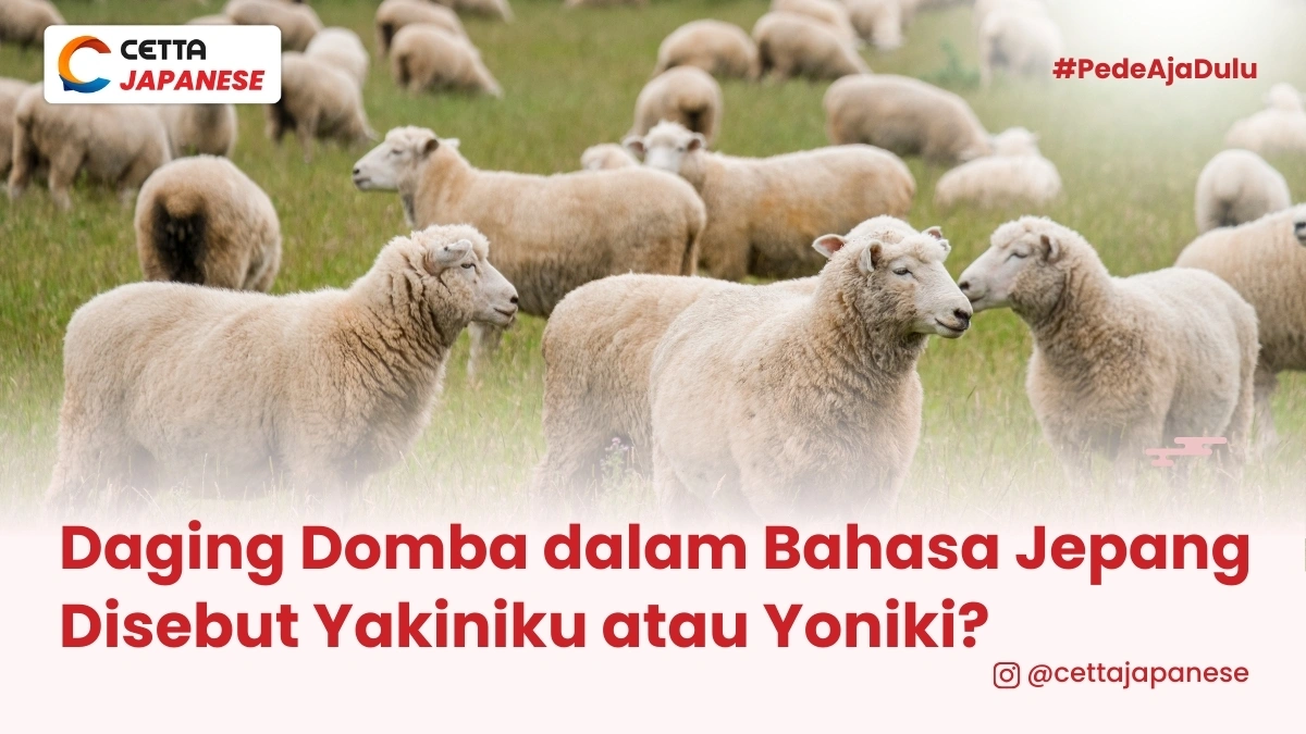 gambar domba di padang rumput hijau