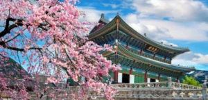 Gambar tempat wisata gedung tradisional Korea dan bunga sakura bermekaran
