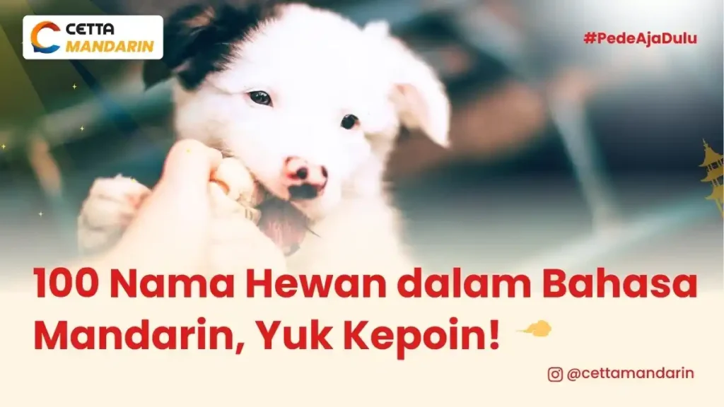 potret anjing yang memiliki nama hewan dalam Bahasa Mandarin