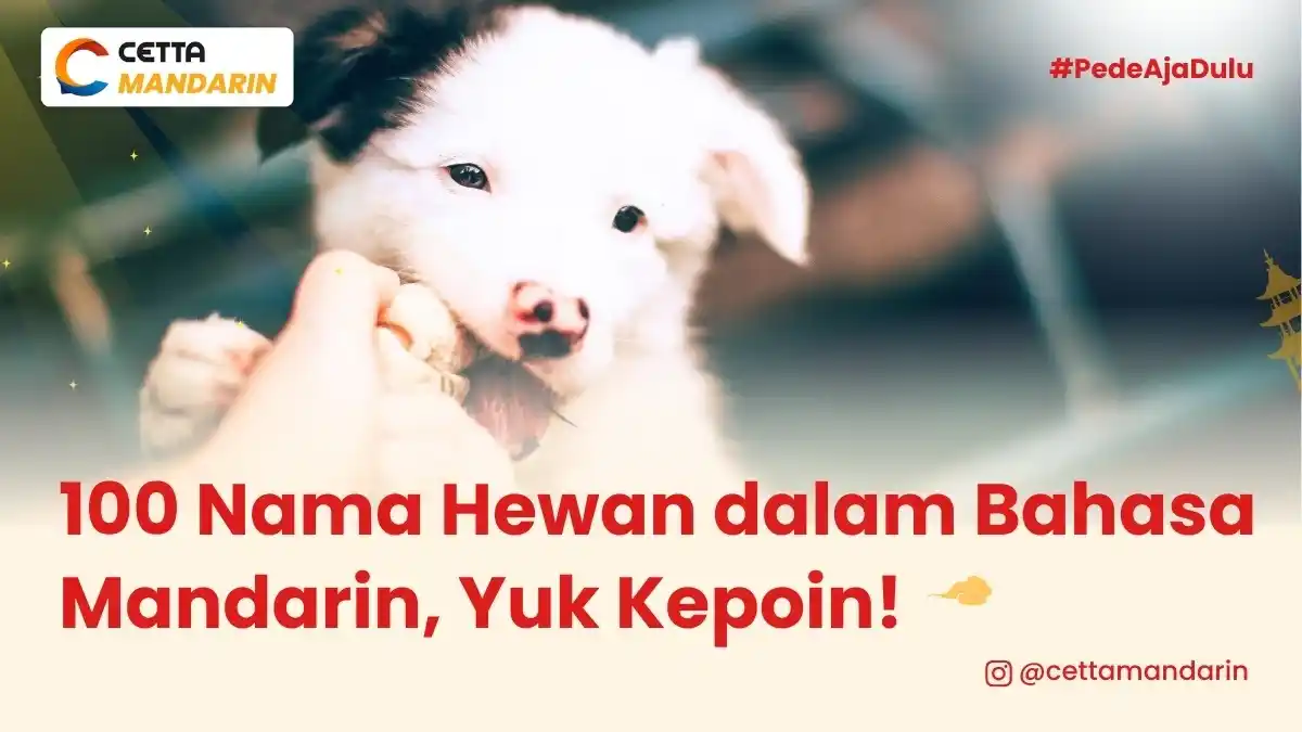potret anjing yang memiliki nama hewan dalam Bahasa Mandarin
