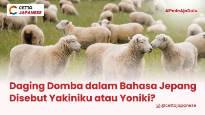 gambar domba di padang rumput hijau